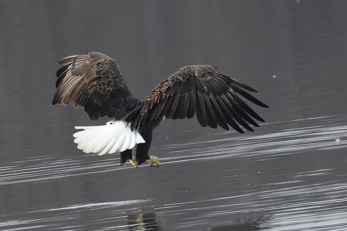 Bald Eagle - ML631455843