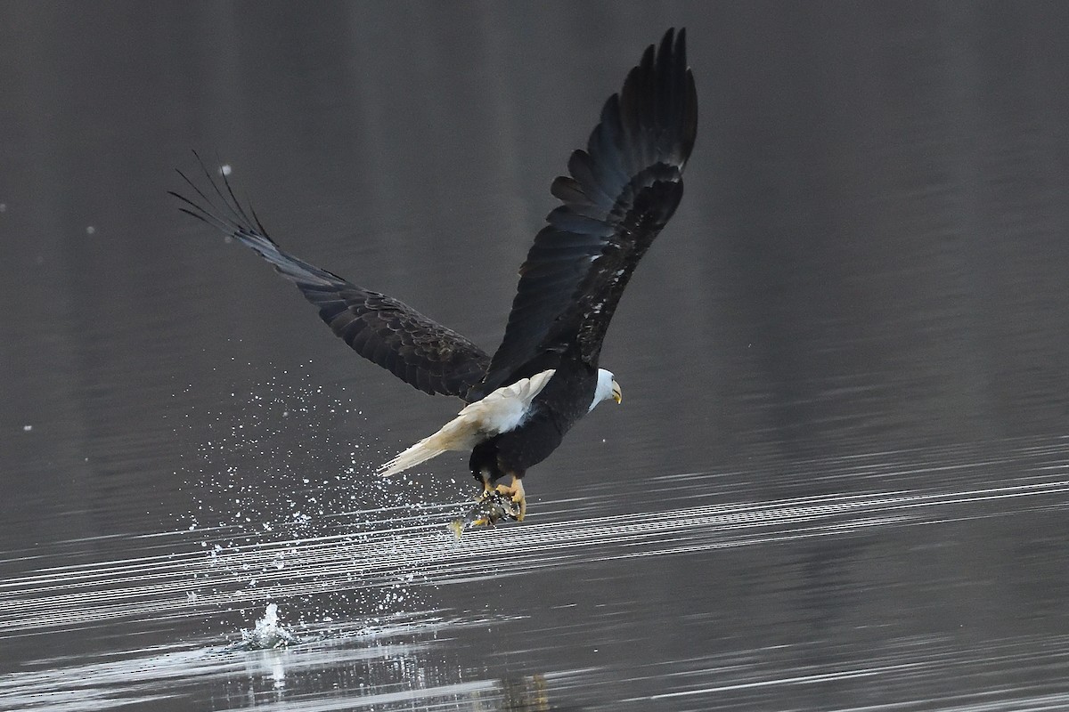 Bald Eagle - ML631455844