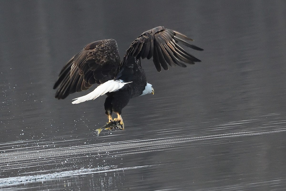 Bald Eagle - ML631455846