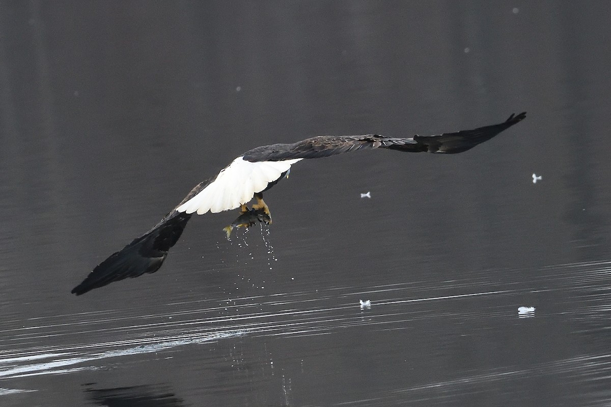 Bald Eagle - ML631455847