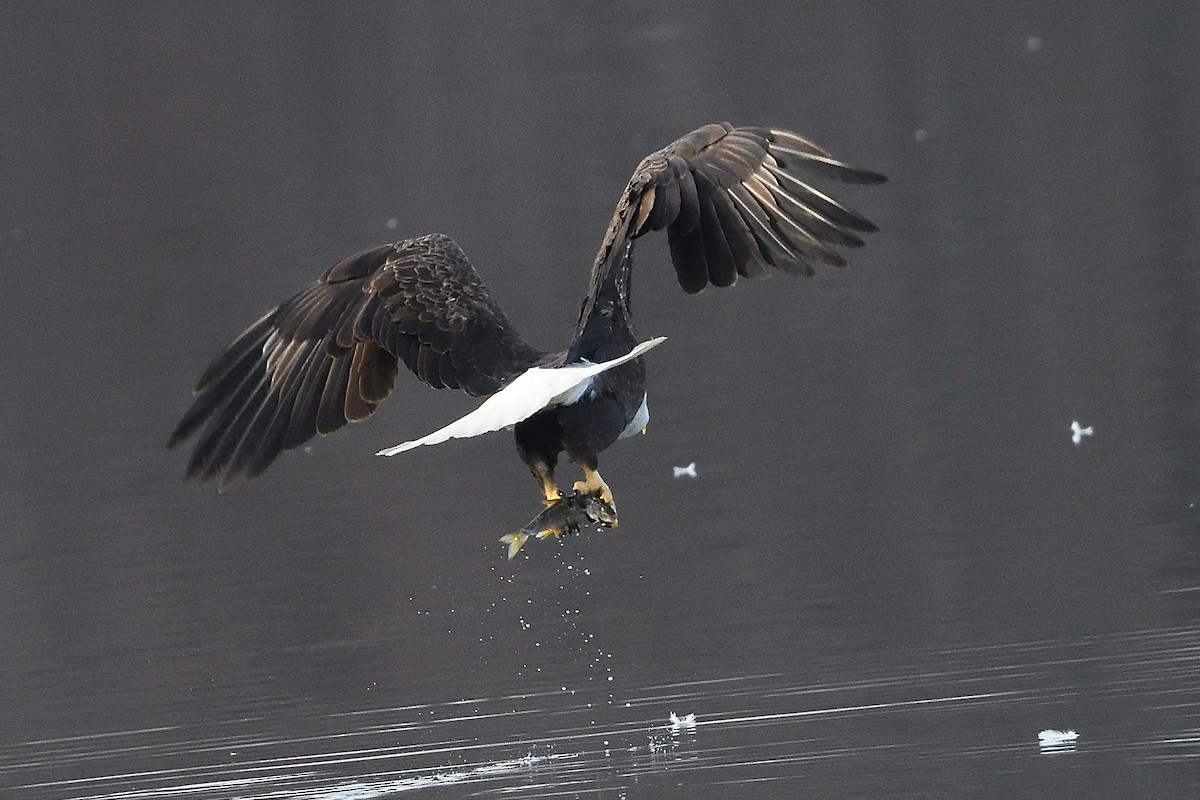 Bald Eagle - ML631455854