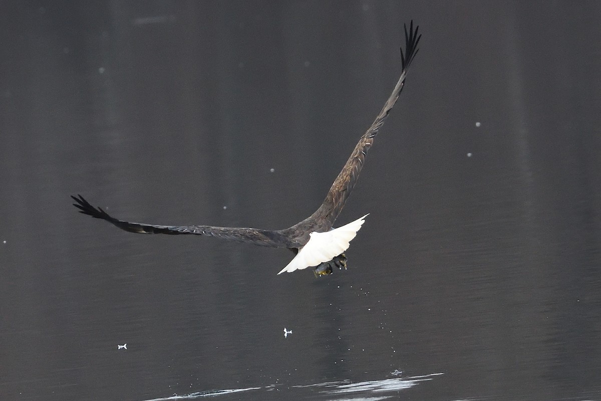 Bald Eagle - ML631455855