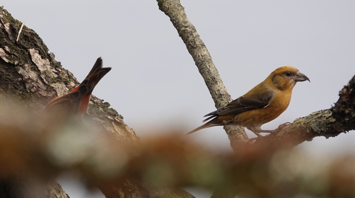 Red Crossbill - ML631455856