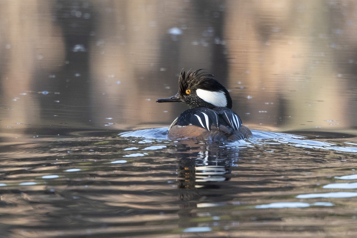 Hooded Merganser - ML631455860
