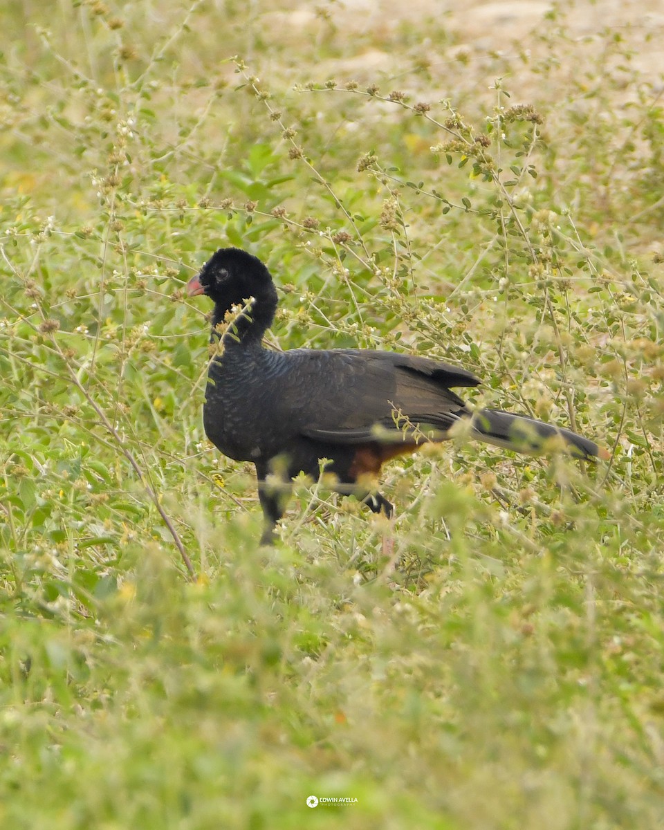 Crestless Curassow - ML631455873