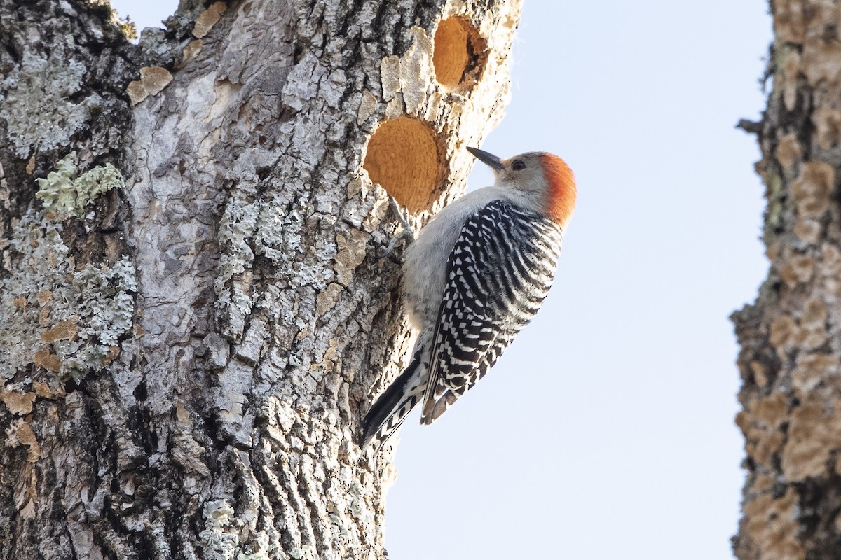 Red-bellied Woodpecker - ML631455966