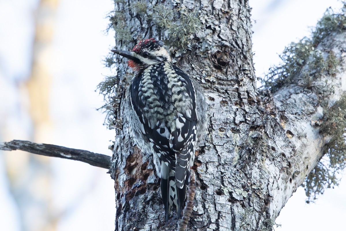 Yellow-bellied Sapsucker - ML631455978