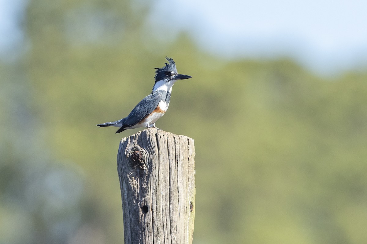 Belted Kingfisher - ML631455990
