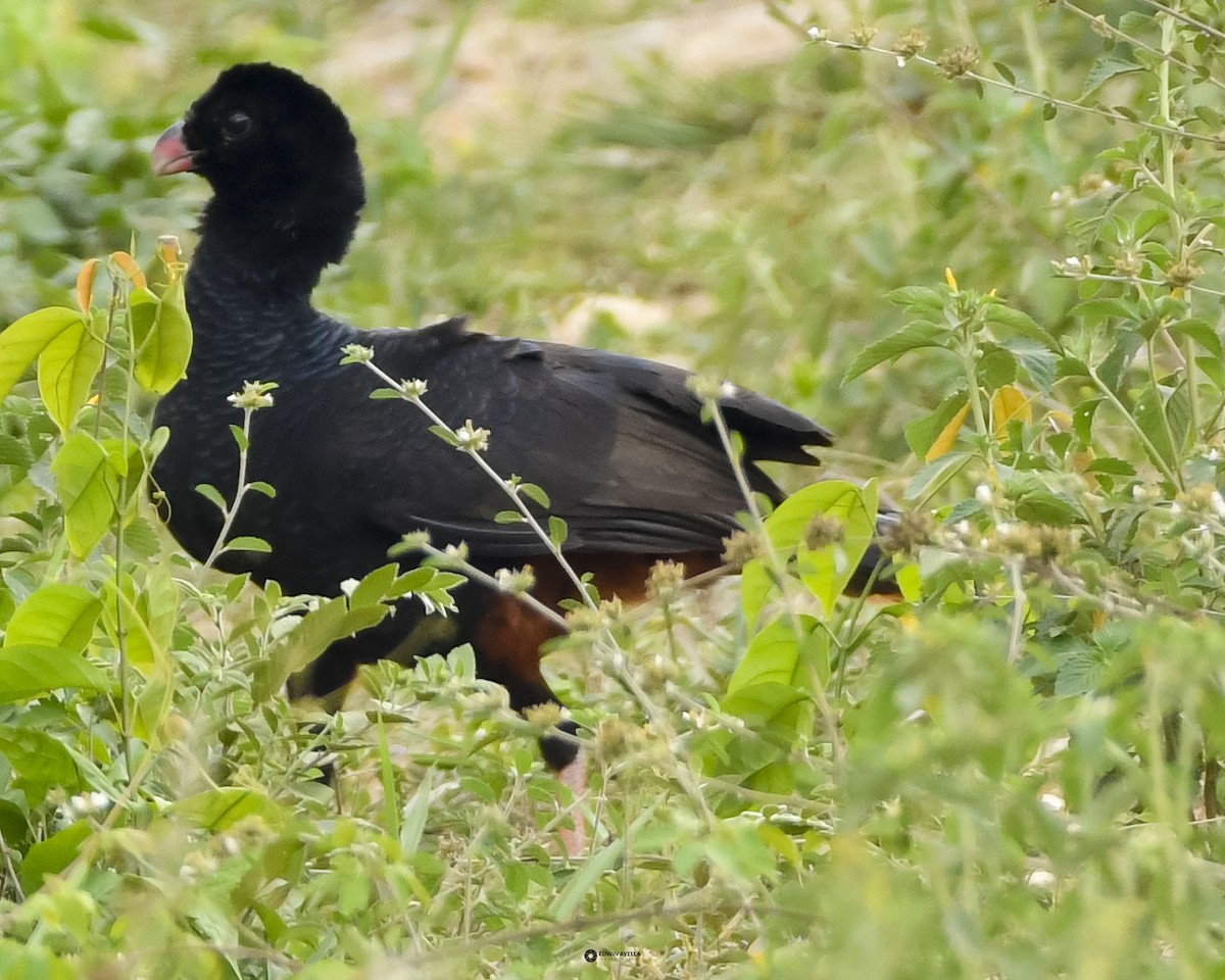 Crestless Curassow - ML631456060