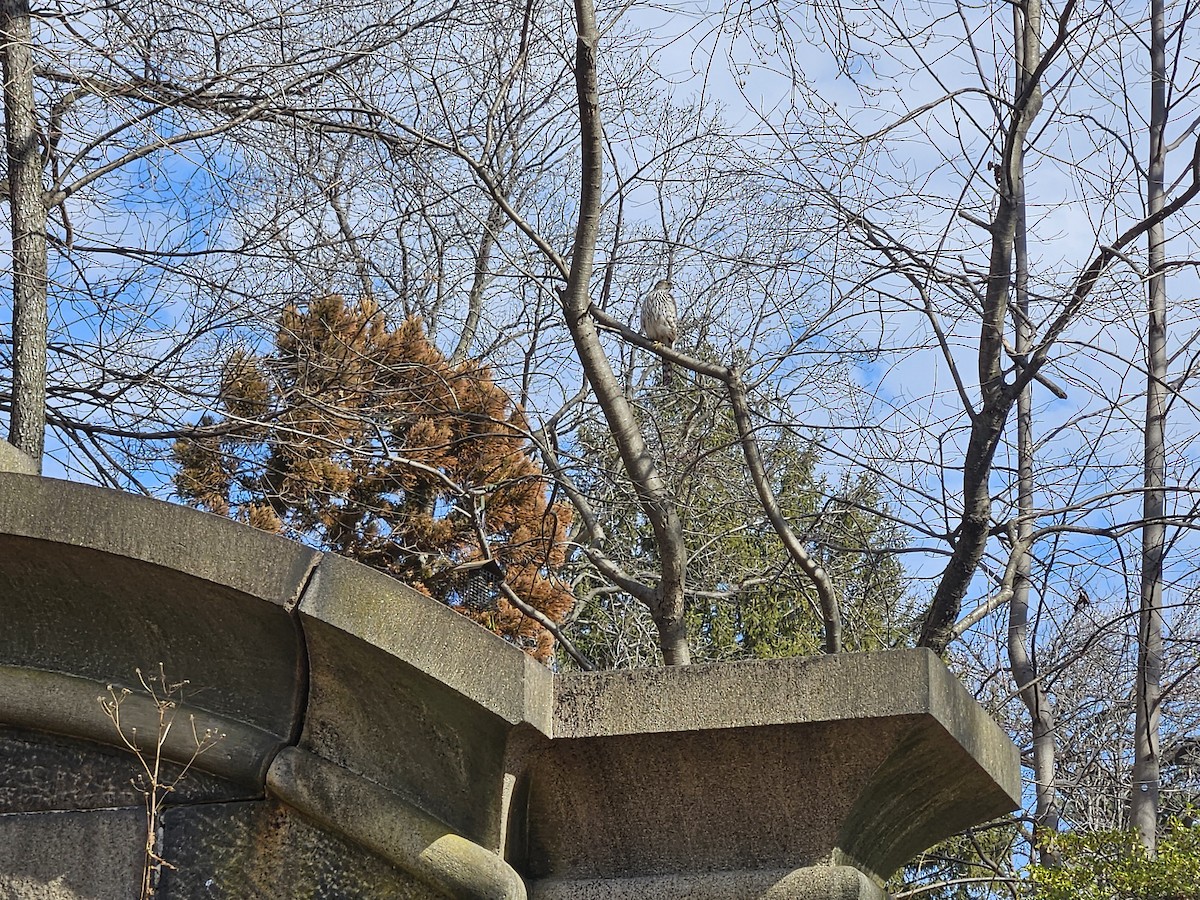 Cooper's Hawk - ML631456134