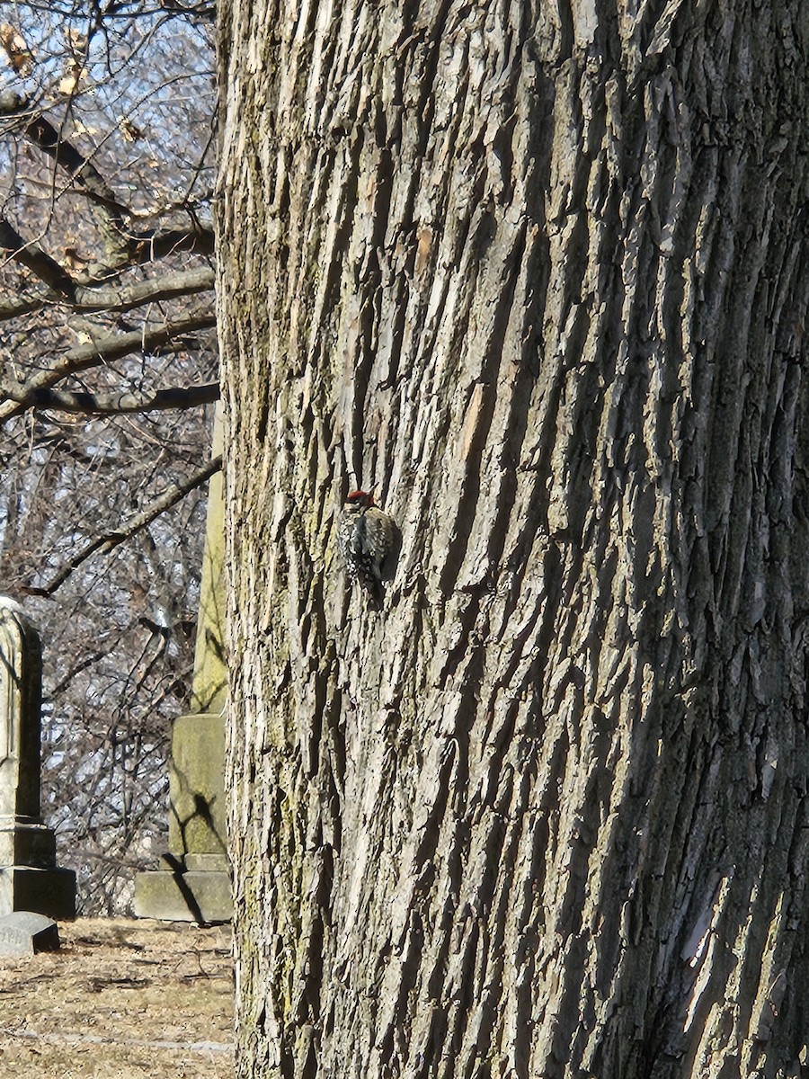 Yellow-bellied Sapsucker - ML631456138