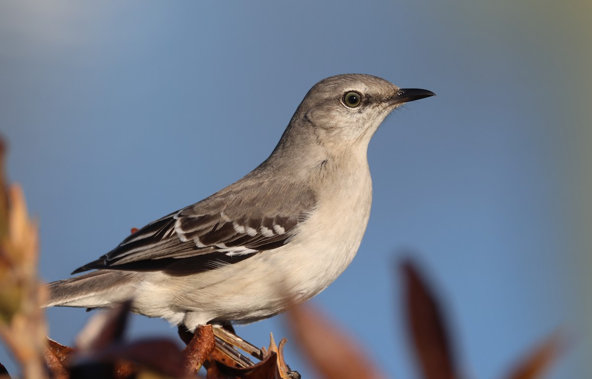 Northern Mockingbird - ML631456191
