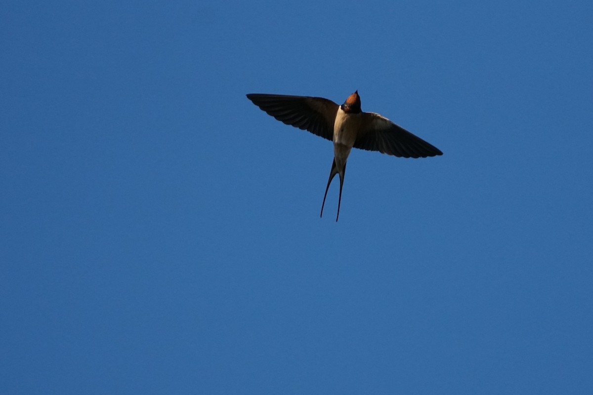 Асрын хараацай - ML631456343