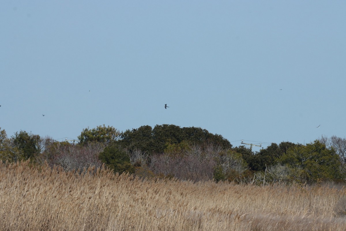 Swallow-tailed Kite - ML631456378