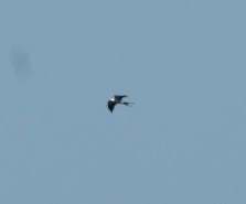 Swallow-tailed Kite - ML631456383