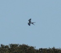 Swallow-tailed Kite - ML631456385