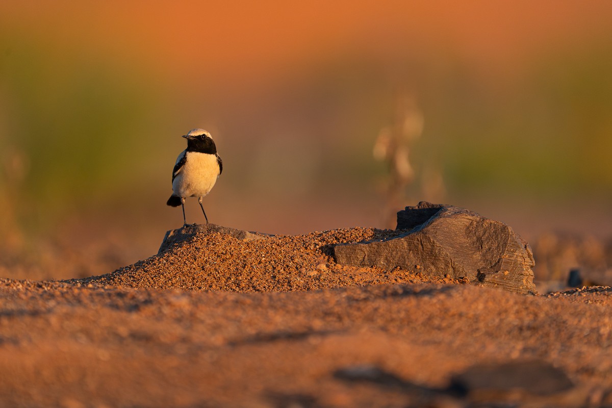 bělořit pouštní - ML631456393