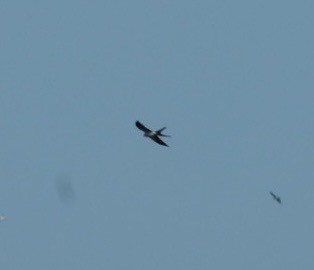 Swallow-tailed Kite - ML631456394