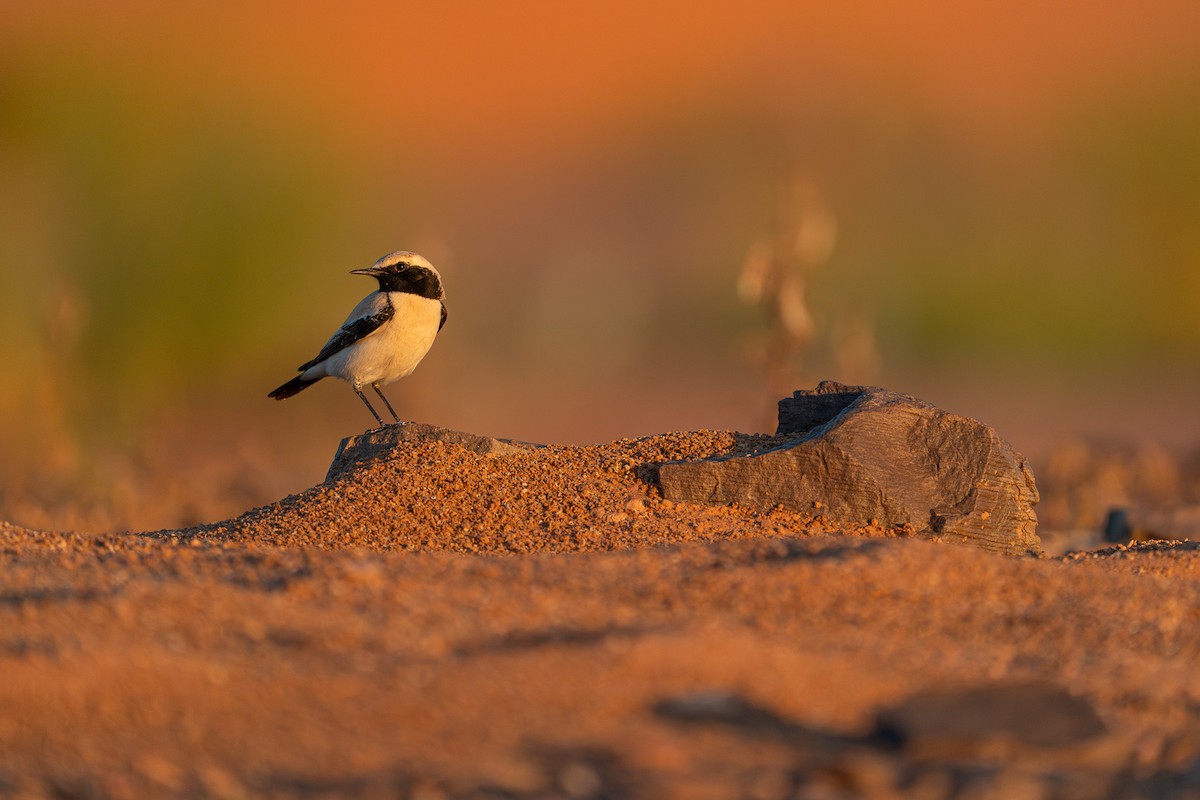 bělořit pouštní - ML631456401