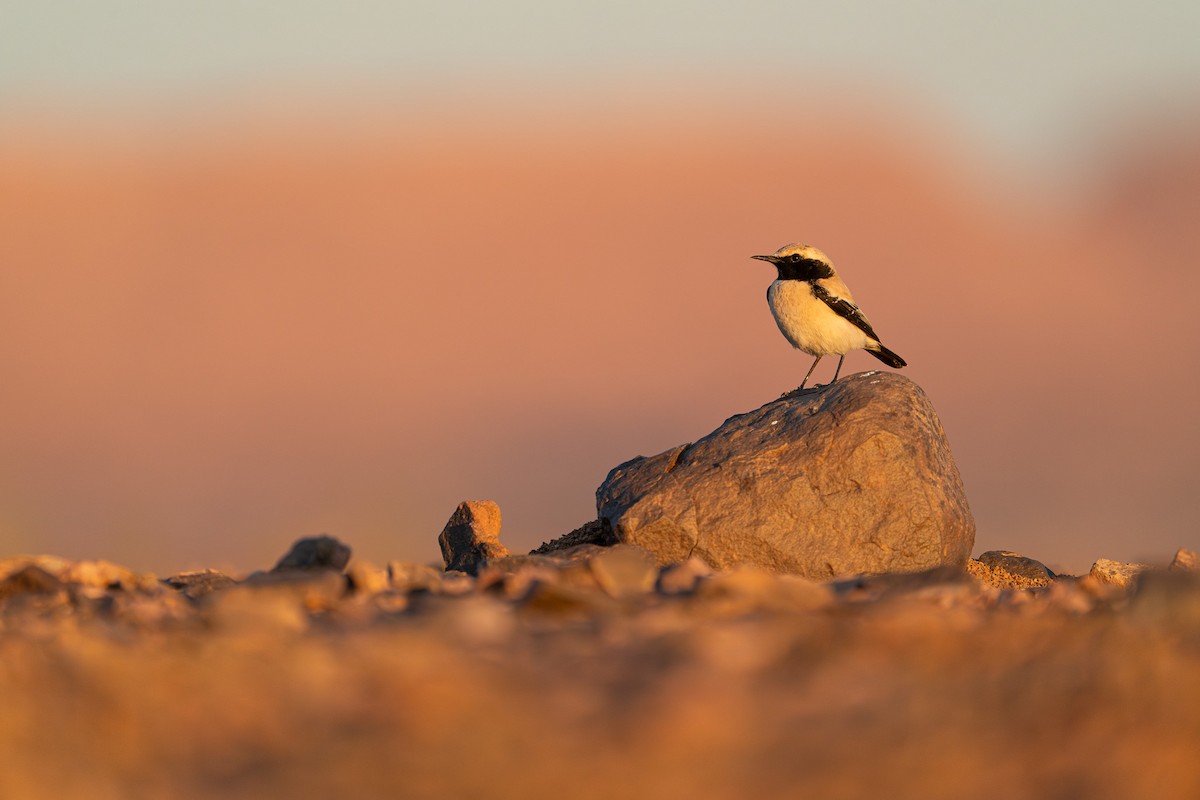 bělořit pouštní - ML631456403