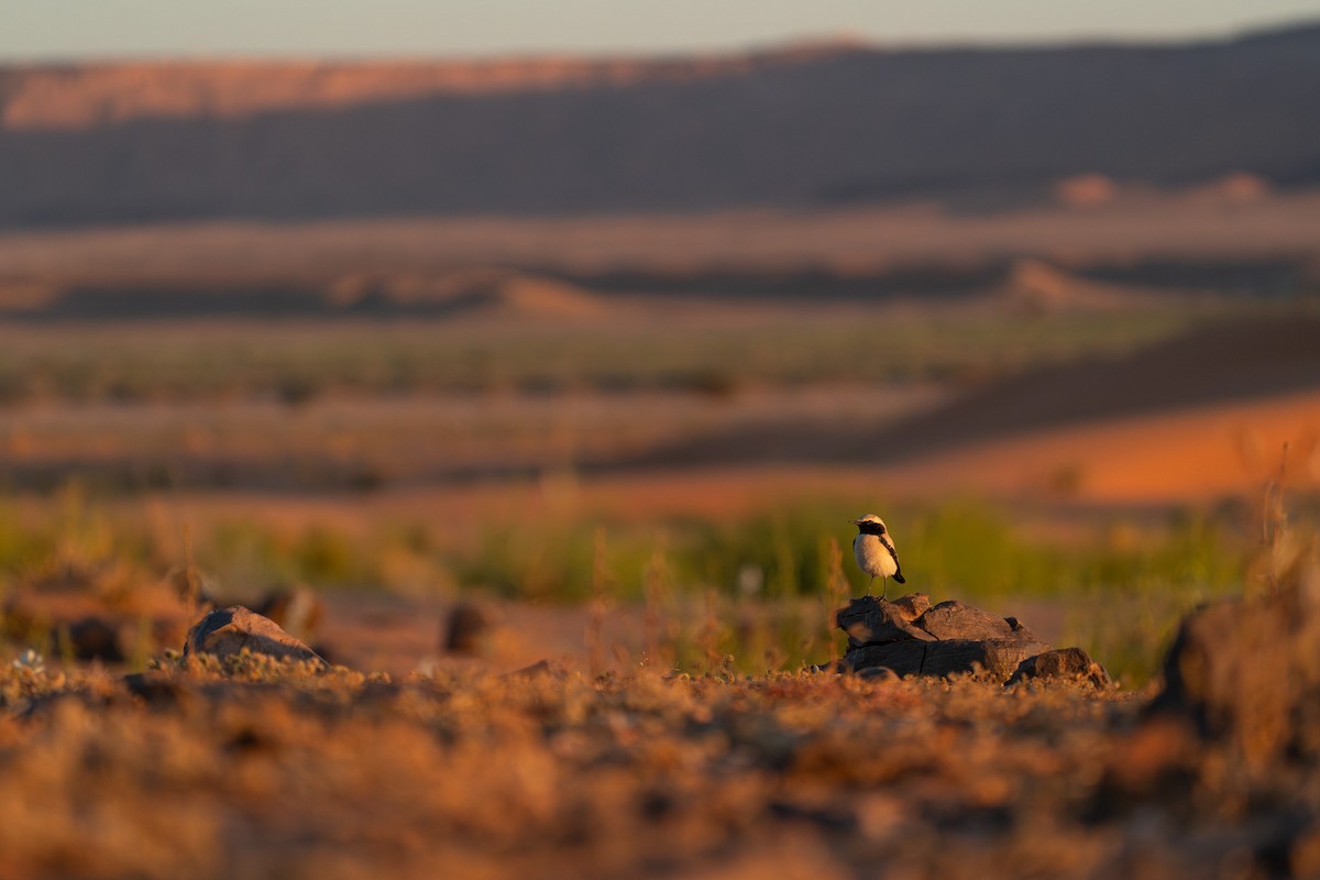 bělořit pouštní - ML631456441