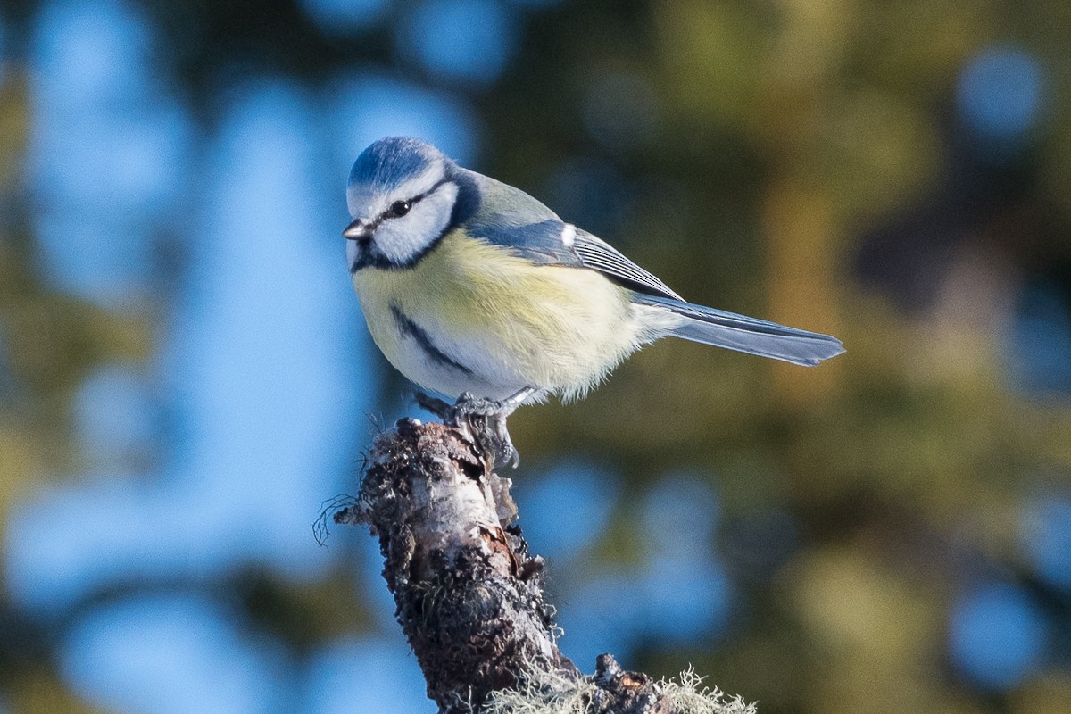 eBird Checklist - 28 Feb 2025 - Lehøvdvegen 70, Røn NO-Innlandet 61. ...