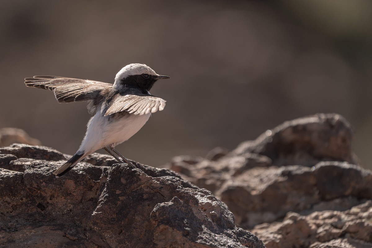 bělořit černohřbetý (ssp. halophila) - ML631456781