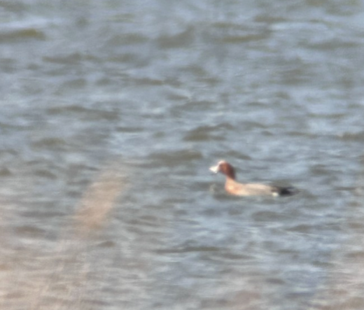 Eurasian Wigeon - ML631457019