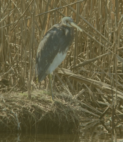 Tricolored Heron - ML631457025