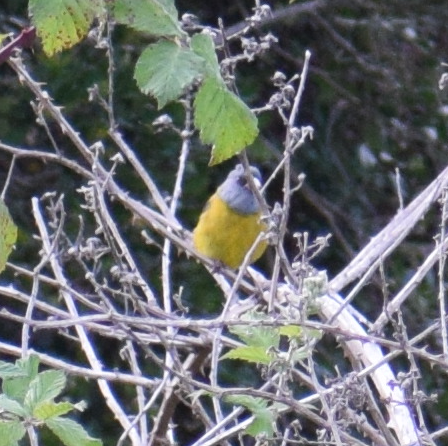 Patagonian Sierra Finch - ML631457048