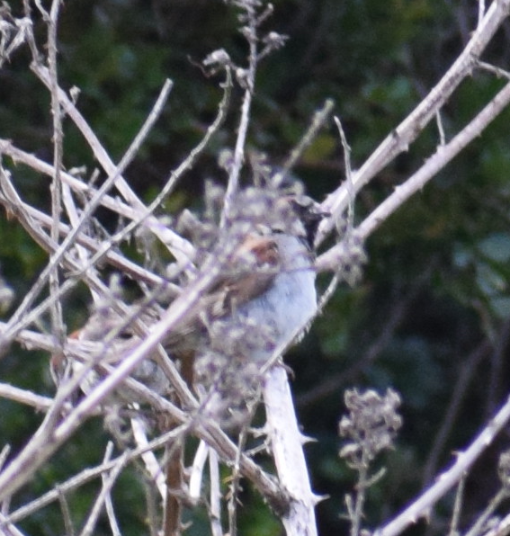 House Sparrow - ML631457050