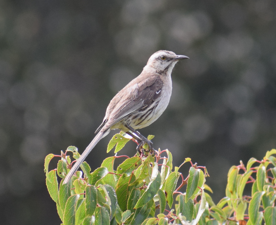 Chilean Mockingbird - ML631457054