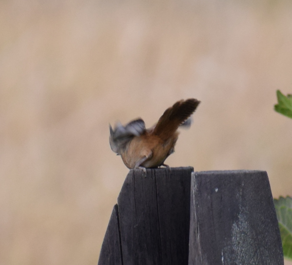 Southern House Wren - ML631457057
