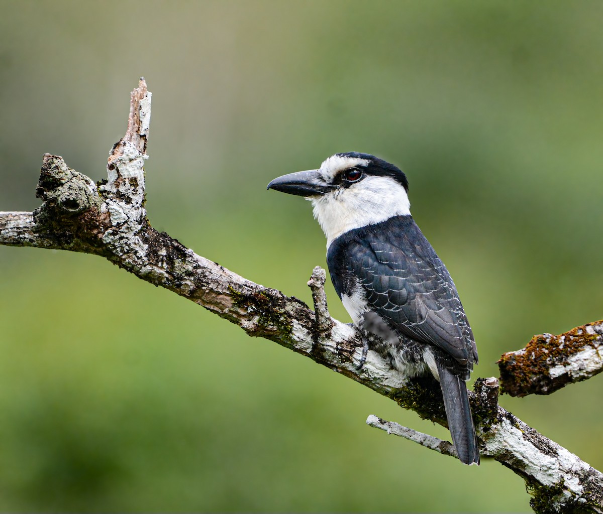 White-necked Puffbird - ML631457059