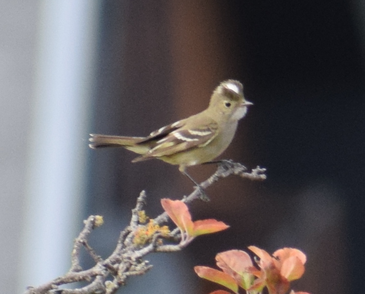 White-crested Elaenia - ML631457063