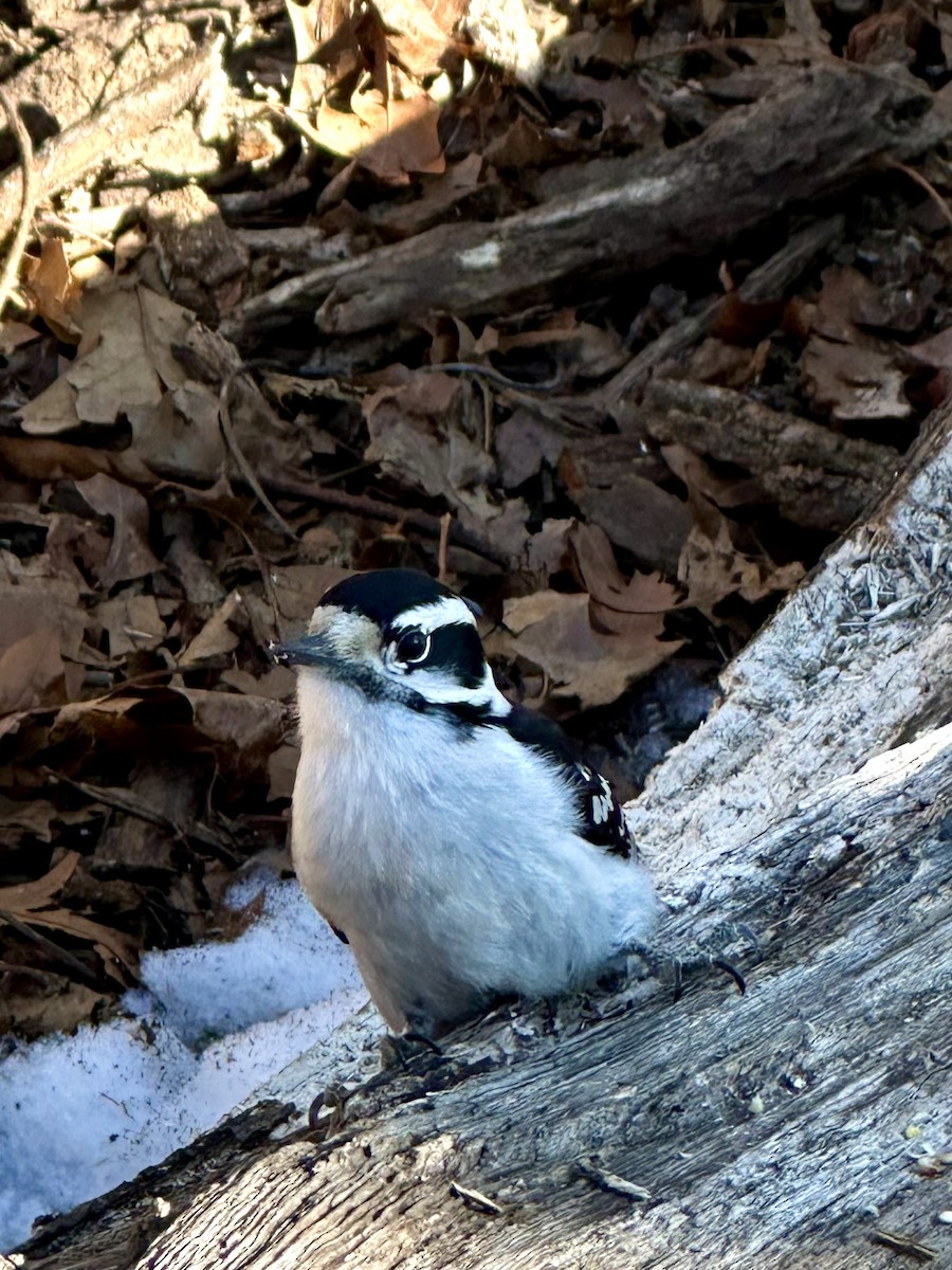 Downy Woodpecker - ML631457074
