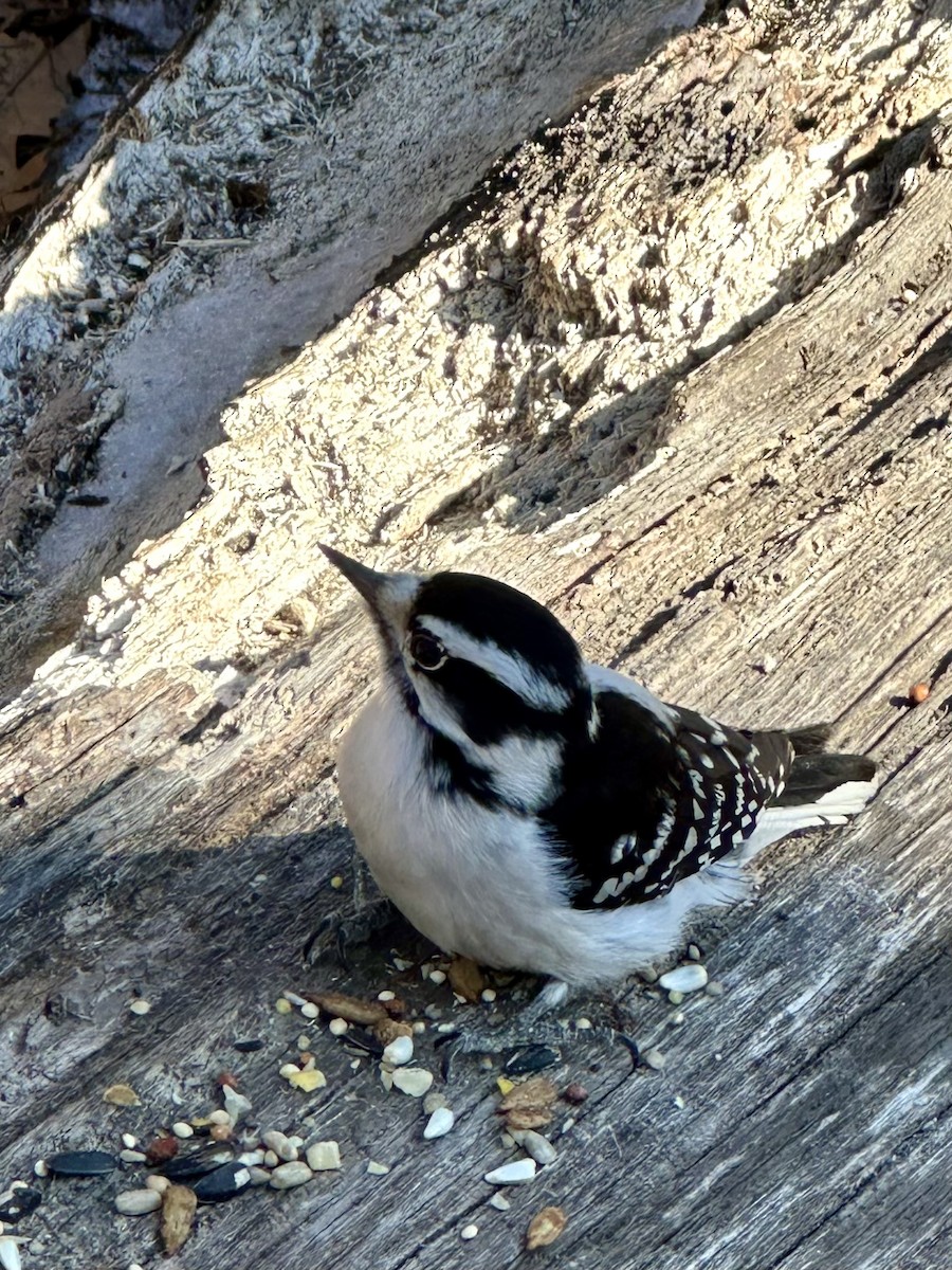 Downy Woodpecker - ML631457075