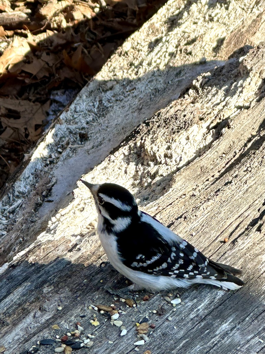 Downy Woodpecker - ML631457076