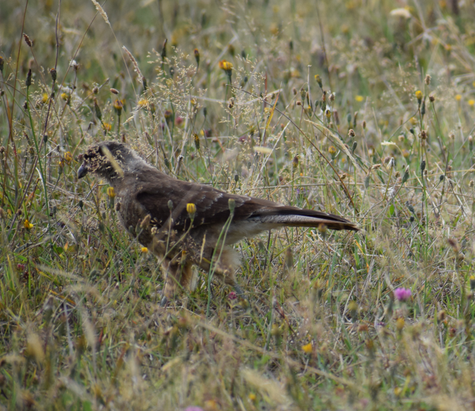 Chimango Caracara - ML631457077