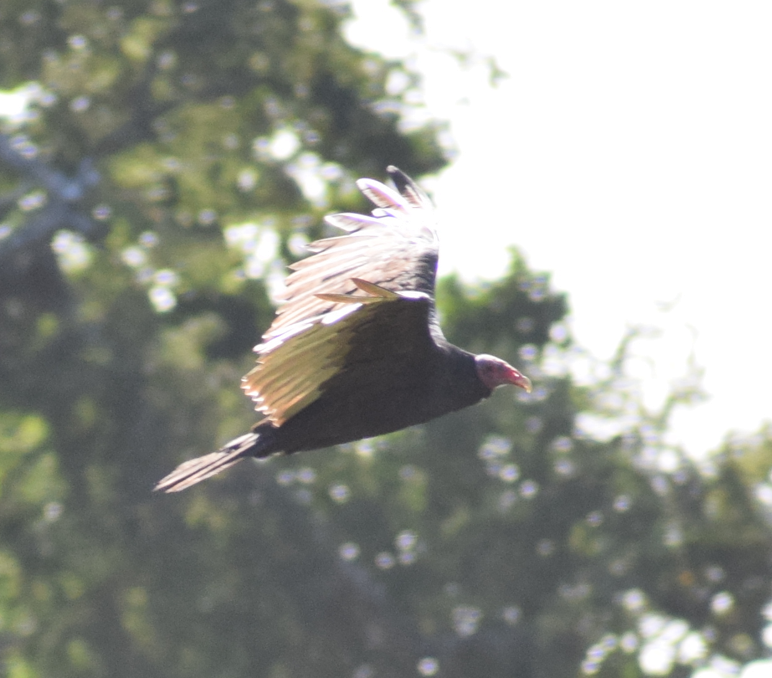 Turkey Vulture - ML631457083