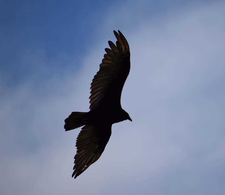 Turkey Vulture - ML631457084