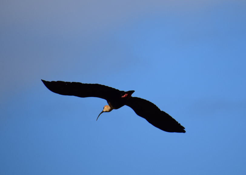 Black-faced Ibis - ML631457090