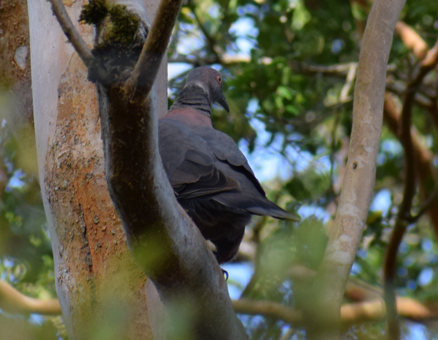 Chilean Pigeon - ML631457094