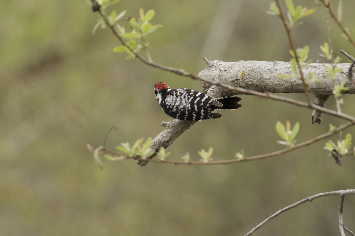 Downy x Nuttall's Woodpecker (hybrid) - ML631457101