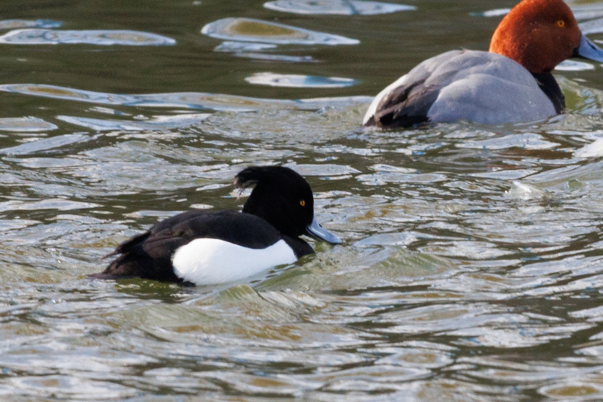 Tufted Duck - ML631457119