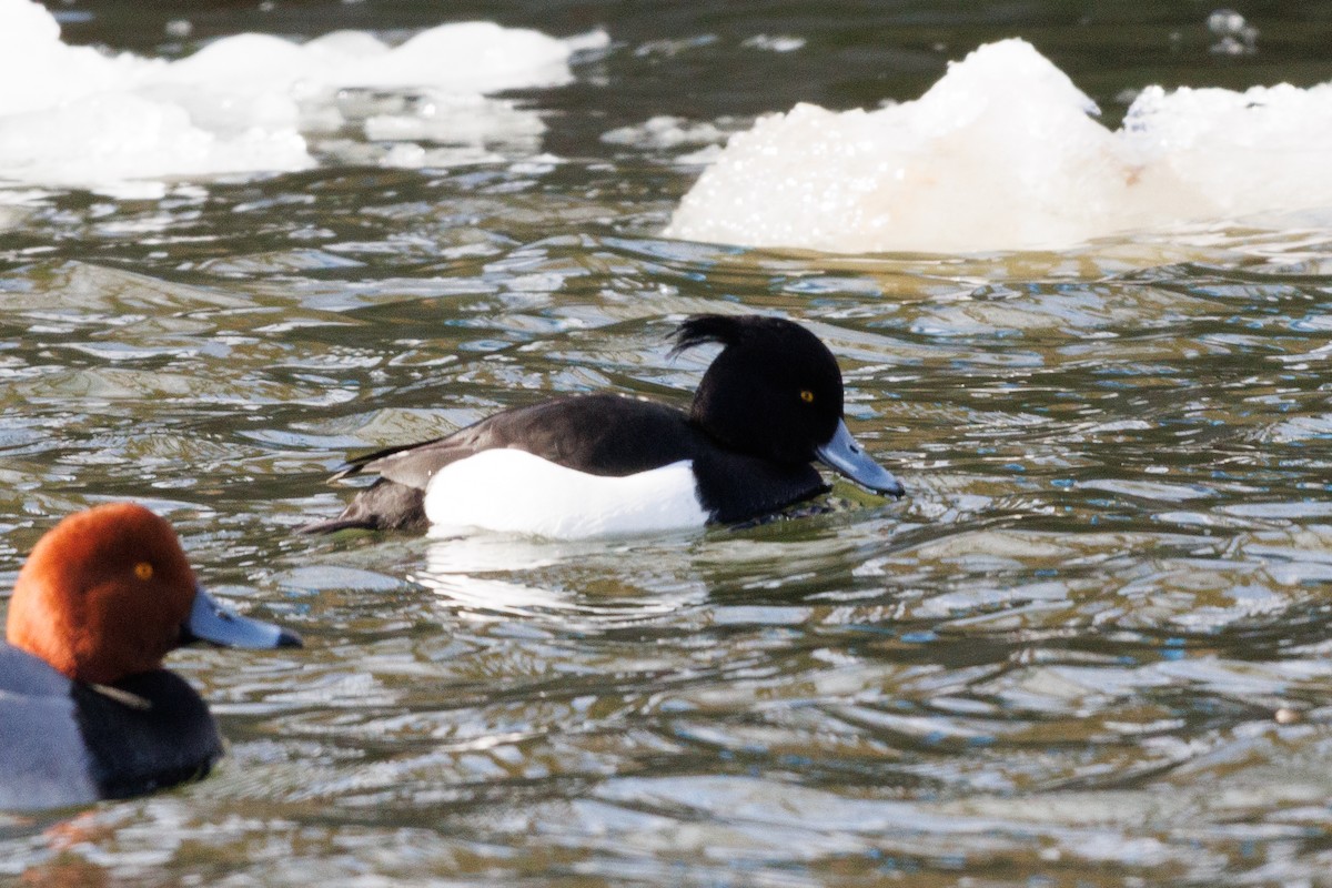 Tufted Duck - ML631457154