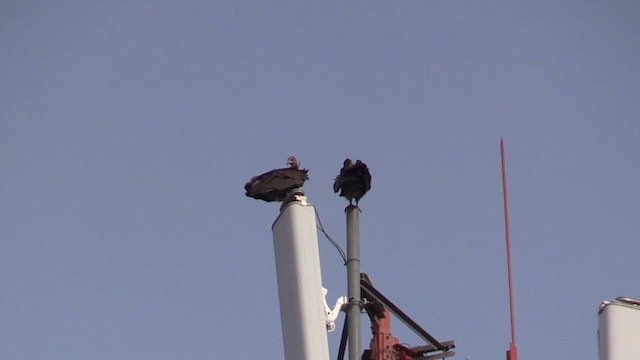 Hooded Vulture - ML631457322