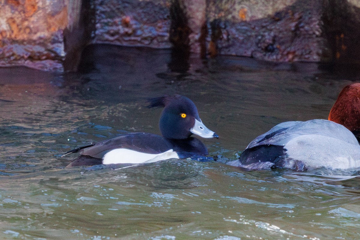 Tufted Duck - ML631457363