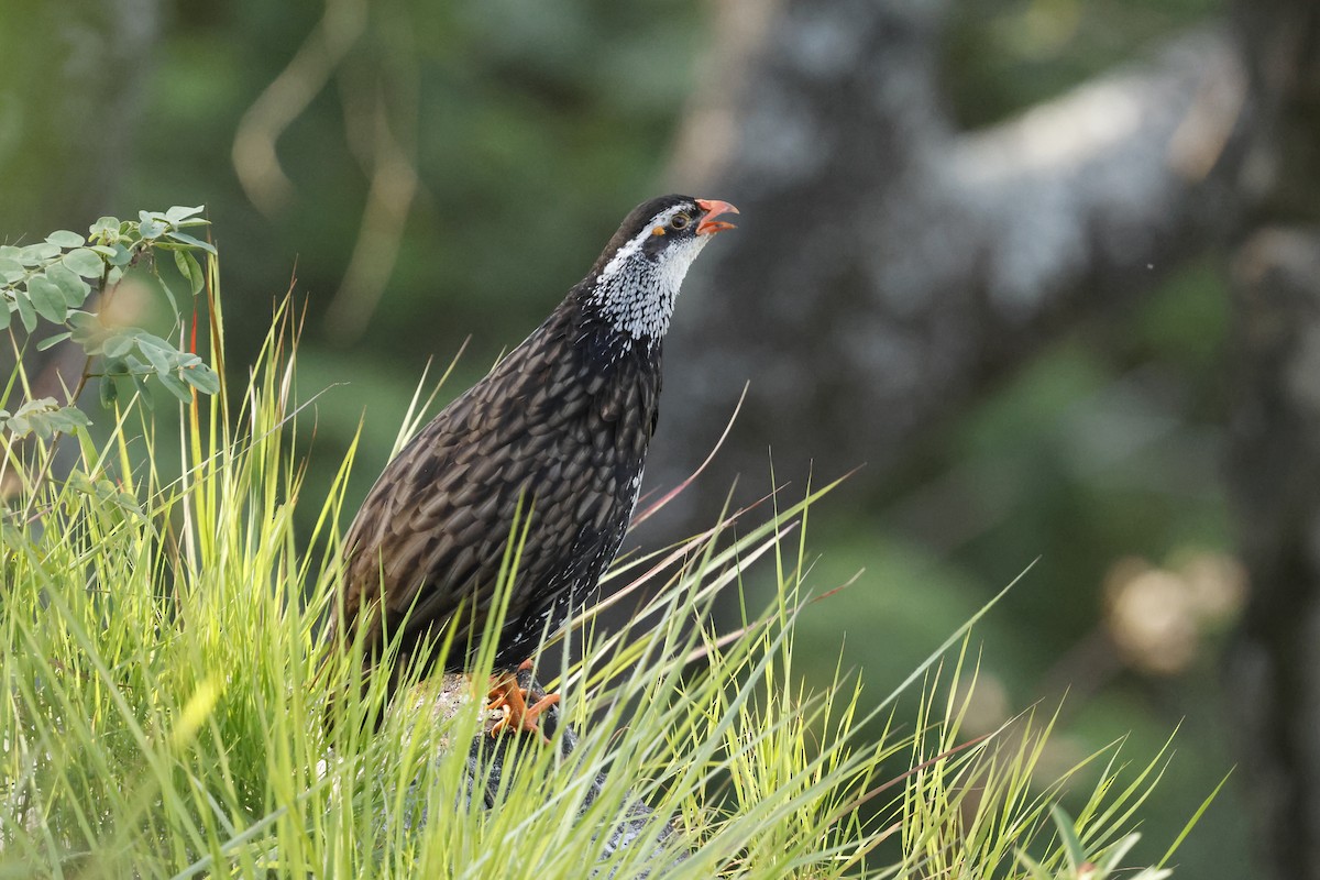 Swierstra's Spurfowl - ML631457433