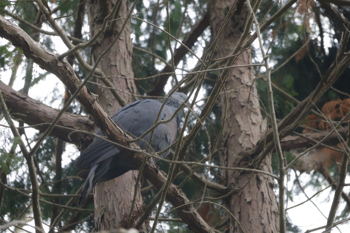 Trocaz Pigeon - ML631457664